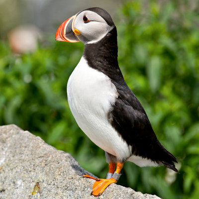 Atlantic Puffin, Machias Seal Island 31.jpg