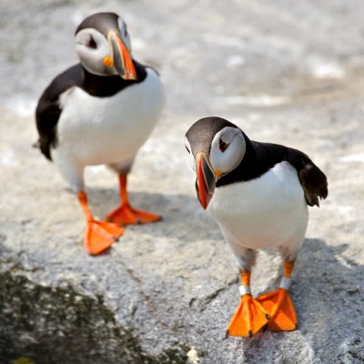 Atlantic Puffin, Machias Seal Island 33.jpg