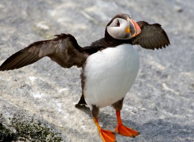 Atlantic Puffin, Machias Seal Island 42.jpg