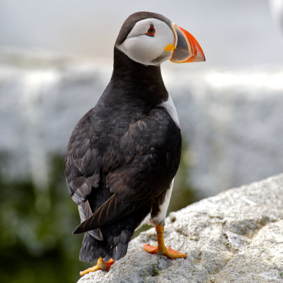 Atlantic Puffin, Machias Seal Island 49.jpg