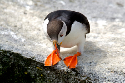 Atlantic Puffin, Machias Seal Island 51.jpg