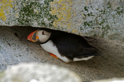 Atlantic Puffin, Machias Seal Island 54.jpg