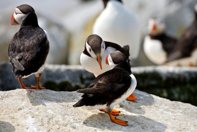 Atlantic Puffins saying hello, Machias Seal Island.jpg