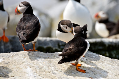 Atlantic Puffins saying hello, Machias Seal Island.jpg