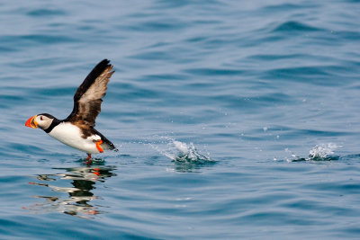 Atlantic Puffin, Machias Seal Island.jpg