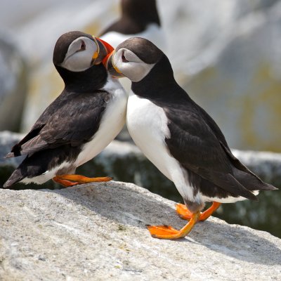 Atlantic Puffins saying hello, Machias Seal Island.jpg