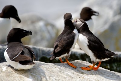 Atlantic Puffins saying hello, Machias Seal Island.jpg