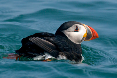 Atlantic Puffin, Machias Seal Island 9.jpg