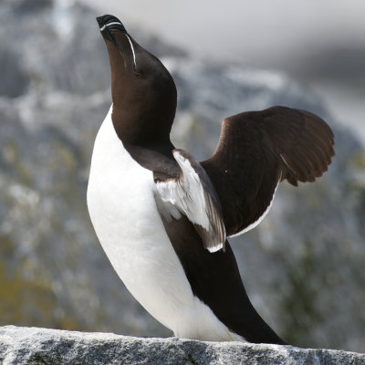 Razorbill, Machias Seal Island 15.jpg