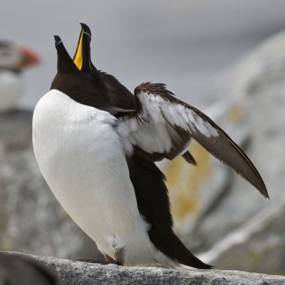 Razorbills