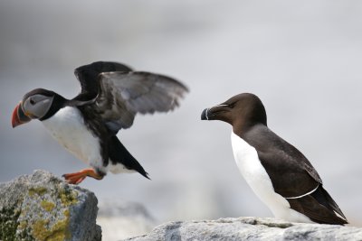 Atlantic Puffin and Razorbill, Machias Seal Island 29.jpg