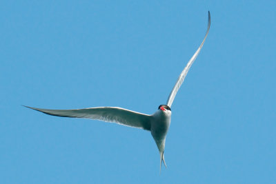 Arctic Tern, Machias Seal Island 1.jpg