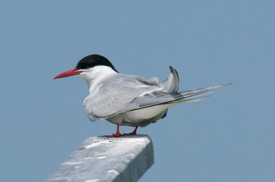 Arctic Tern, Machias Seal Island 5.jpg