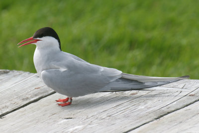 Arctic Tern, Machias Seal Island 7.jpg