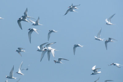 Arctic Tern, adults and juvenile in flight, Machias Seal Island 2.jpg