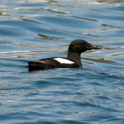 Black Guillemot, Cutler Harbor, ME 1.jpg