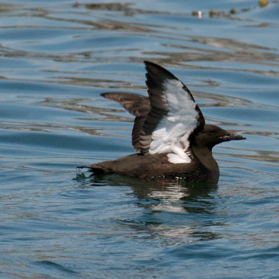 Black Guillemot, Cutler Harbor, ME 2.jpg