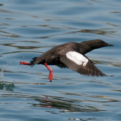 Black Guillemot, Cutler Harbor, ME 3.jpg