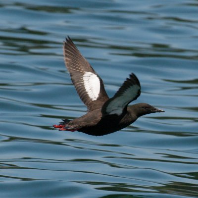 Black Guillemot, Cutler Harbor, ME 5.jpg