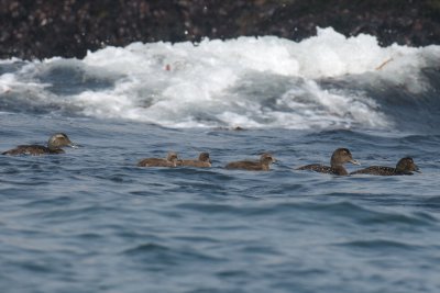 Common Eider adult and juveniles, Machias Seal Island.jpg