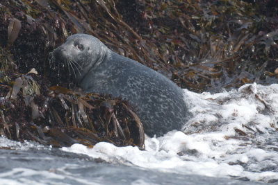 Gray Seal, Machias Seal Island.jpg
