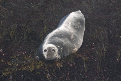 Gray & Harbor Seals