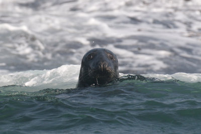 Gray Seal, Machias Seal Island.jpg