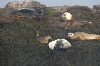 Gray and Harbor Seals, Machias Seal Island.jpg