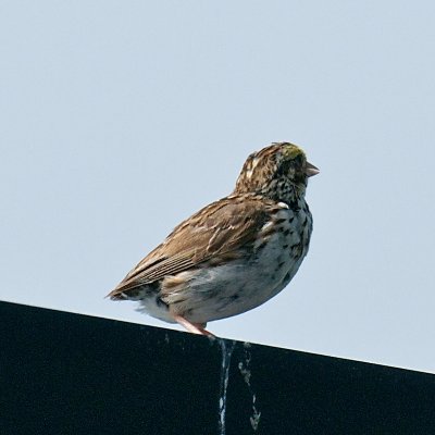 Savannah Sparrow with missing tail, Machias Seal Island.jpg