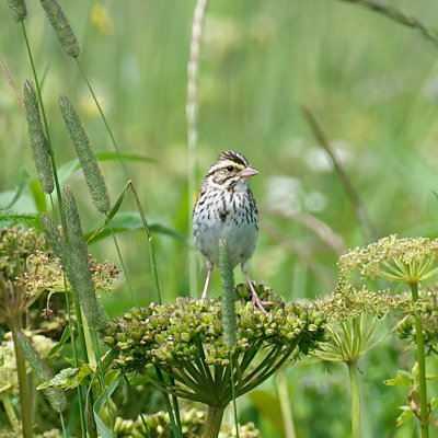 Savannah Sparrow, Machias Seal Island.jpg