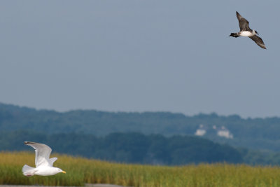 Parasitic Jaeger and Herring Gull, Essex Bay.jpg