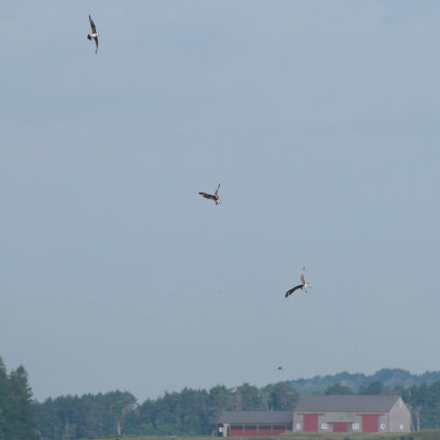 Parasitic Jaegers chasing Tree Swallow, Essex Bay 1.jpg