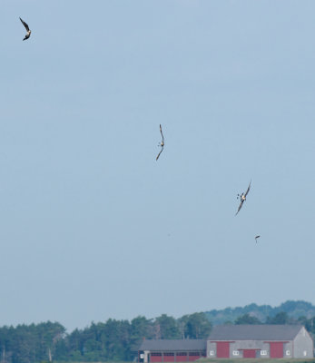 Parasitic Jaegers chasing Tree Swallow, Essex Bay.jpg