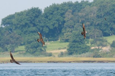 Parasitic Jaegers chasing Tree Swallow, Essex Bay.jpg