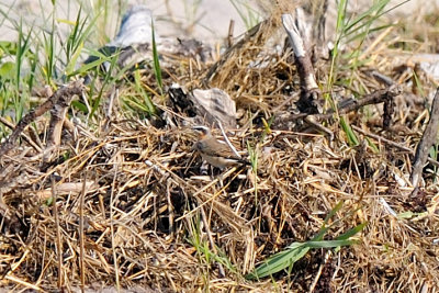 Northern Wheatear, Crane's Beach 1.jpg