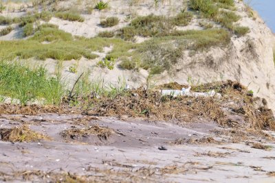 Northern Wheatear location, Crane's Beach.jpg