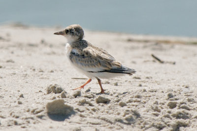Least Tern fledgling, Crane's Beach.jpg