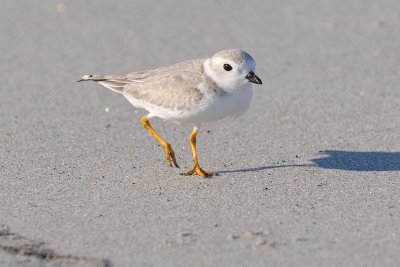 Piping Plover 8-27-09
