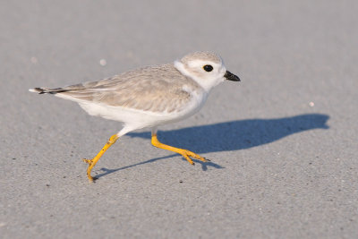 Piping Plover 8-27-09