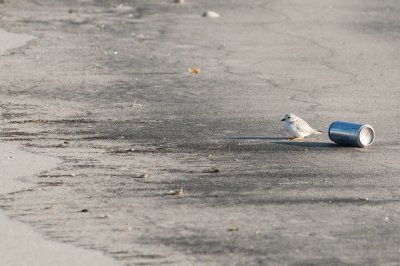Piping Plovers are tiny 8-27-09