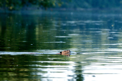 Beaver in Connecticut River, Northfield, MA