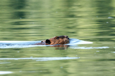 Beaver in Connecticut River, Northfield, MA
