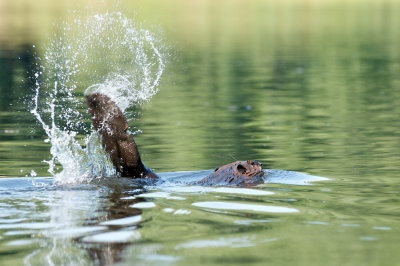 Beaver in Connecticut River, Northfield, MA