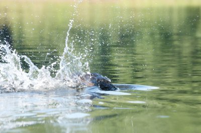 Beaver in Connecticut River, Northfield, MA