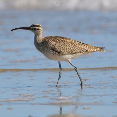 Whimbrel, Horseneck Beach, MA.jpg
