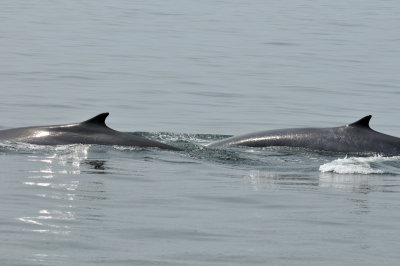 Fin Whales, off Newburyport, MA.jpg