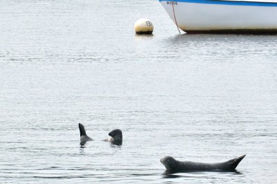 Harbor Seals, Newburyport Harbor, MA.jpg