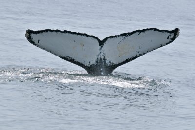 Humpback Whale (male named Flask), off Newburyport, MA.jpg