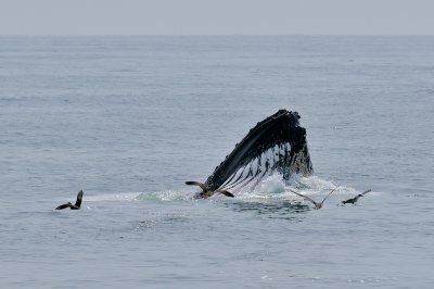 Humpback Whale feeding, off Newburyport, MA.jpg