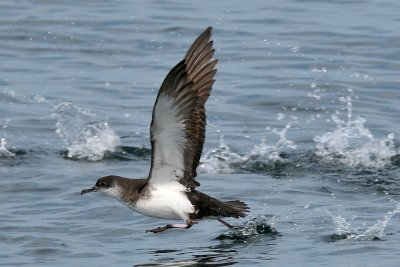 Manx Shearwater, off Newburyport, MA.jpg